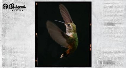 La singular diferencia entre un picaflor y un colibrí