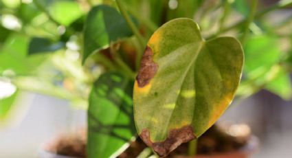 El truco de maestros jardineros para revivir las hojas secas de las plantas de interior