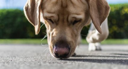 Los gatos quedan sin trabajo: las razas de perros que se alimentan de ratones