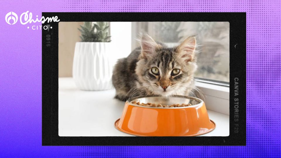 Los gatos deben comer comida apta para ellos.