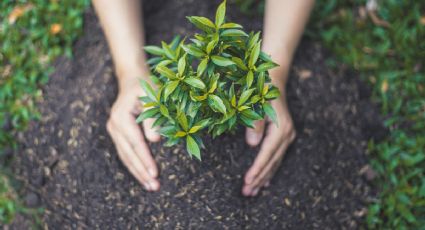 Las 3 plantas que purifican el aire de tu jardín y seguro no lo sabías