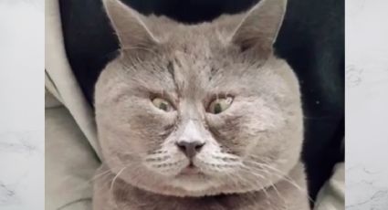 Te robará una sonrisa: el gato que parece una caricatura y es furor en redes sociales