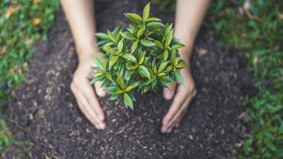 Cuáles debes tener en tu jardín