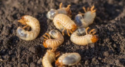 Las 3 plagas que puedes tener en el sustrato de tus plantas y seguro desconocías