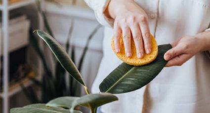 3 trucos caseros para limpiar las hojas de tus plantas y que queden brillantes