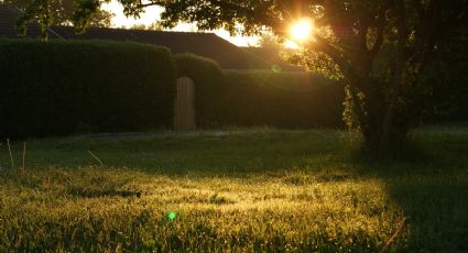 3 herramientas tecnológicas para el cuidado del jardín en primavera