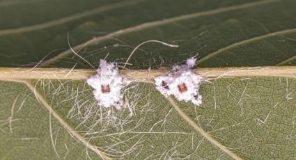 Descubre los mejores trucos para quitar la cochinilla algodonosa de tus plantas