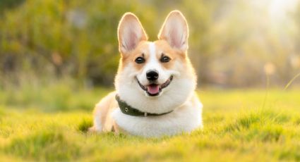 La razón por la que no debes rapar a tu perro cuando hace calor