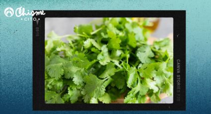 Colesterol: baja tus niveles, solamente con un buen té de cilantro