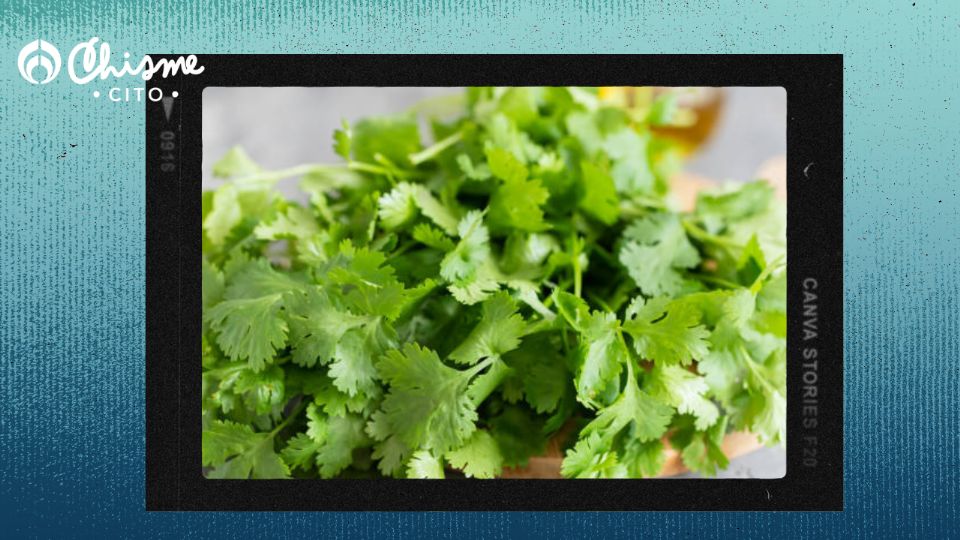 El cilantro tiene muchas propiedades.