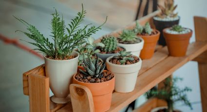 3 plantas de interior que son perfectas para apartamentos con poca luz