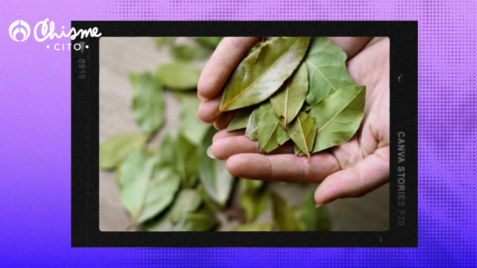 El laurel tiene un gran aroma.