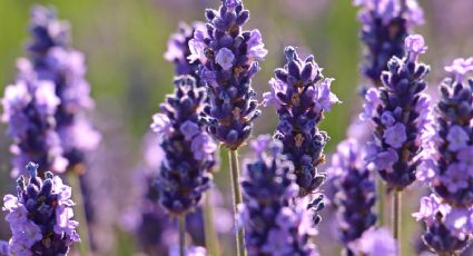 El trucazo de expertos en jardinería para multiplicar la lavanda en pocos días