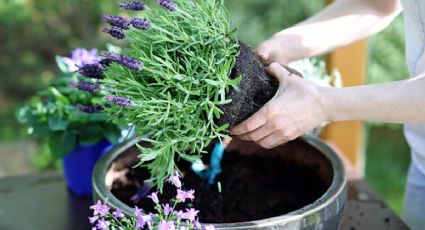 El superalimento que puedes usar para fertilizar las plantas de tu jardín