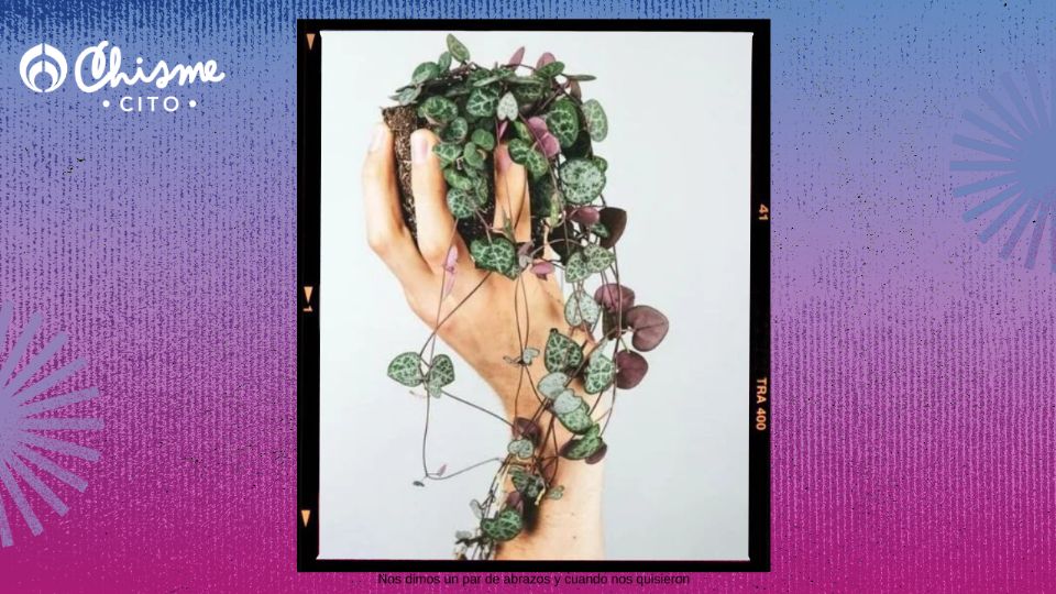 La suculenta 'Collar de corazones' es una de las mejores plantas de decoración de interiores.