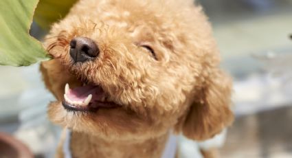 La receta viral que te enseña a lavarle los dientes a tu perro