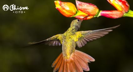 Llega la primavera y vuelven los colibríes, así puedes atraerlos a tu jardín