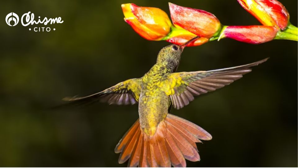 Los colibríes se sienten atraídos por las flores, plantas y ciertos colores.