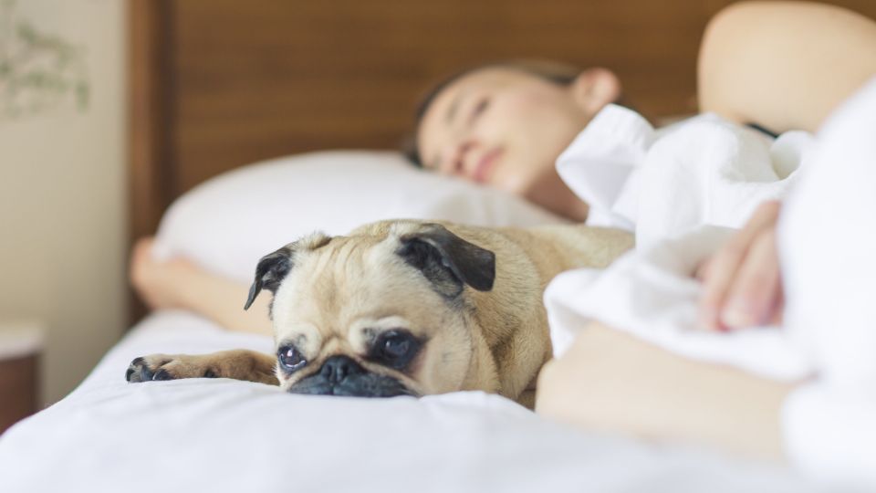 ¿Qué le sucede a tu organismo cada vez que duermes con tu perro?