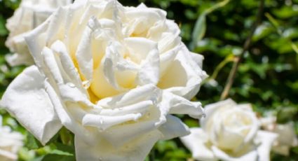 El secreto de jardinería para saber si una rosa está polinizada