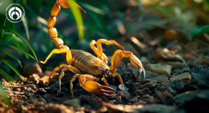 Alacranes como identificar cuáles son venenosos y cuáles no