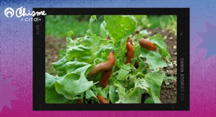 El truco casero para eliminar las babosas de tus plantas