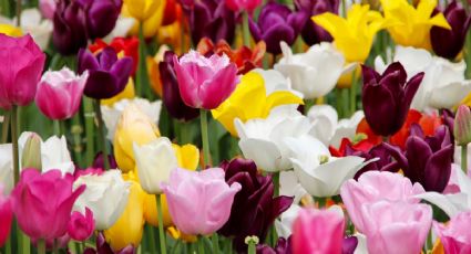 La planta que no puede faltar en tu jardín esta primavera