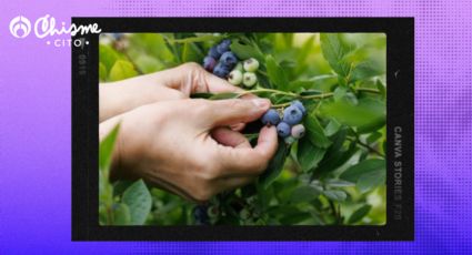 Consume esta fruta todos los días y vive, al menos, hasta los 90 años