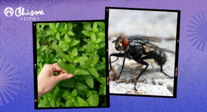 Mosquitos: Las 3 plantas que debes tener en tu jardín para ahuyentarlos