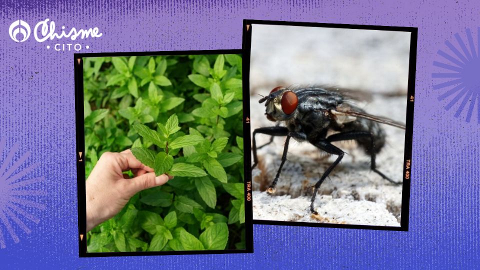 Algunas plantas pueden ahuyentar a los mosquitos por su fuerte olor.