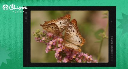 ¿Qué significa que aparezcan mariposas en tu jardín?