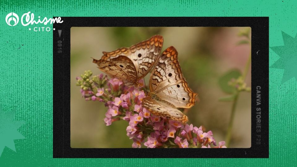 Si ves mariposas en tu jardín, puede ser una señal de que estás experimentando un período de transformación