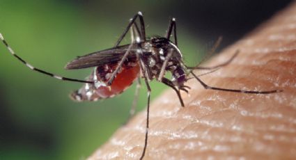 Mosquitos: lo que debes hacer para evitar que te piquen en primavera y verano, según expertos