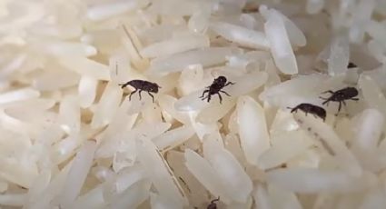 Qué son los gorgojos del arroz y cómo eliminarlos fácilmente