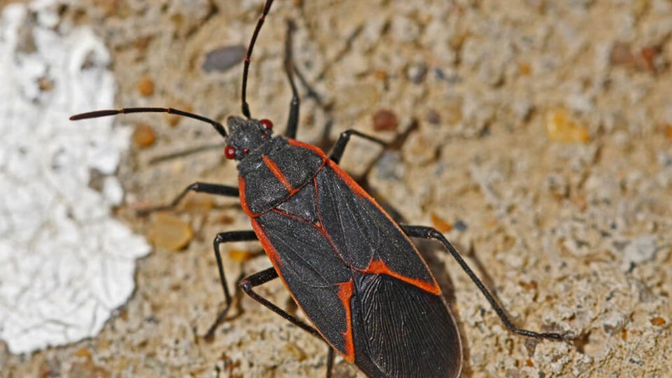 Los insectos del arce se alimentan y reproducen en los árboles de arce hembras