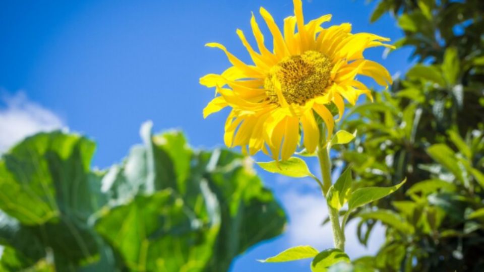 Descubre cómo lograr que tu jardín luzca genial sin importar el tiempo.