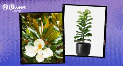 Sigue estos 3 consejos y tu ficus estallará de flores