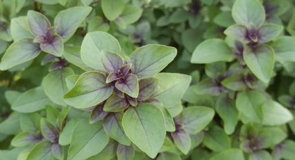 2 en 1: descubre la planta medicinal que mejora tu salud y repele cucarachas