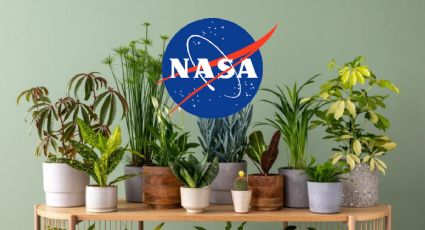 ¿Sabías cuál es la planta que mejor purifica el aire? La NASA lo revela