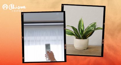 3 plantas que absorben el calor y pueden reemplazar tu aire acondicionado