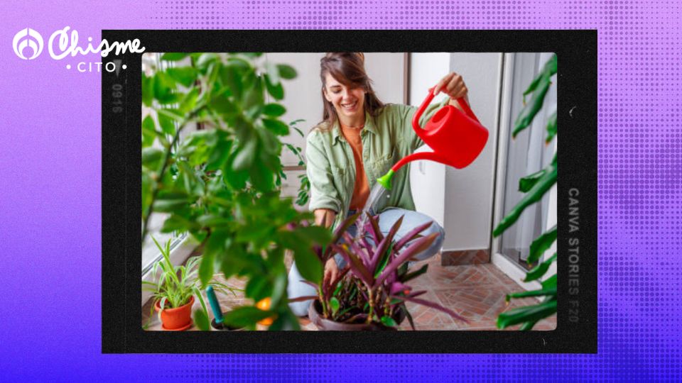 Las plantas necesitan abundante agua.