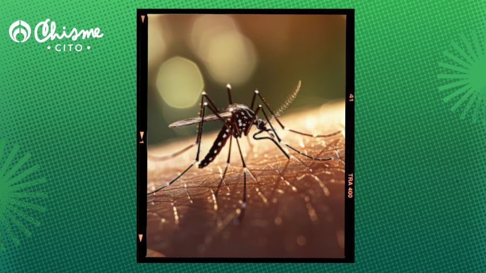 Evita enloquecer con los molestos insectos que aparecen en verano.