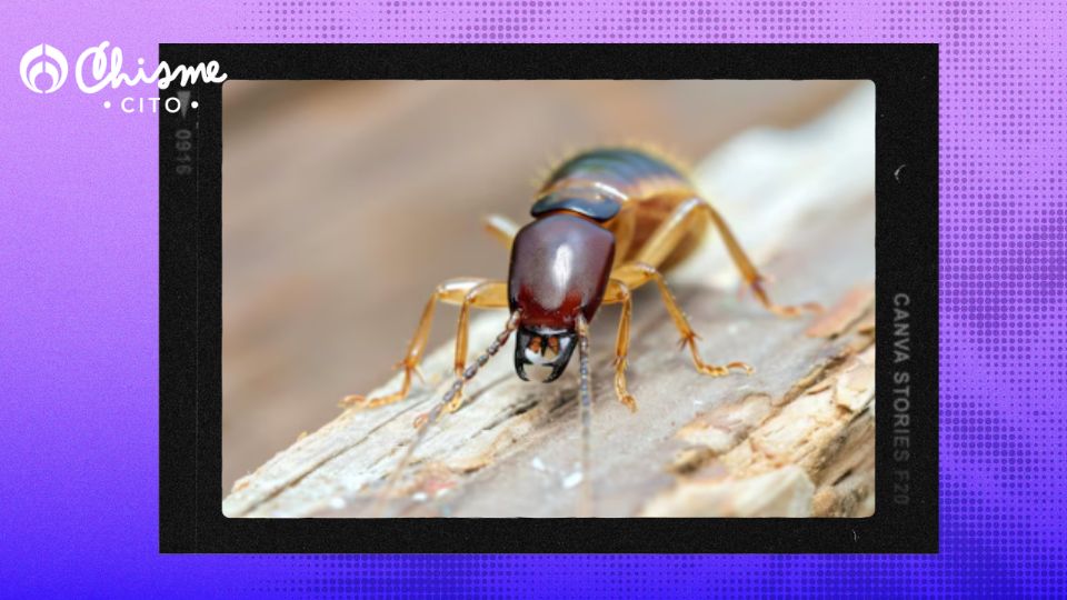 Evita que tu hogar se llene de insectos indeseados este verano.