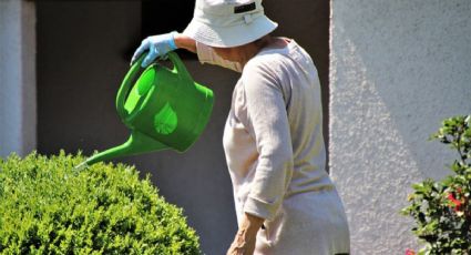 El mejor truco para saber si una planta necesita agua