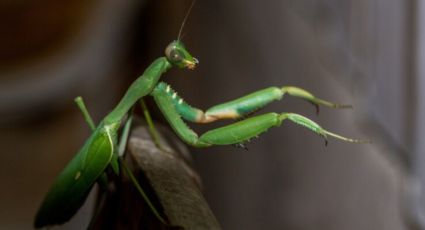 Descubre cuál es el insecto que no debes eliminar de tus plantas porque las protege de plagas