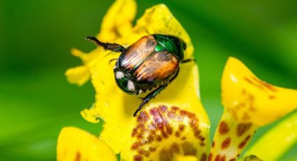 Este es el mejor método natural para erradicar el escarabajo japonés de tu jardín