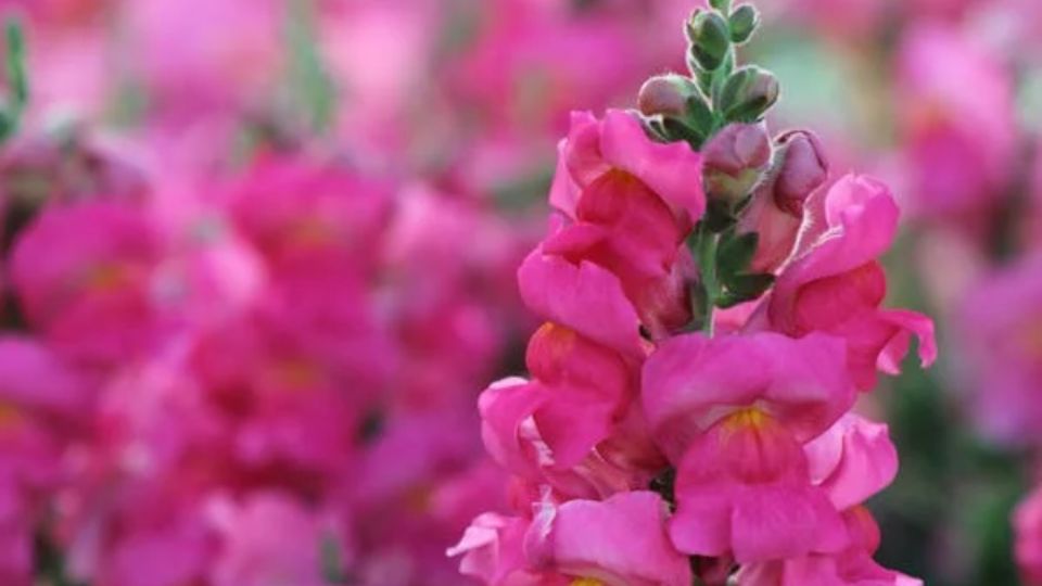 Esta planta da hermosas flores de todos colores