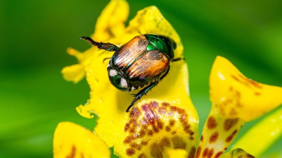 El escarabajo japonés se alimenta de las diferentes hojas de las plantas