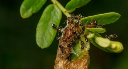 Adiós hormigas: la desconocida semilla que elimina estos insectos del jardín