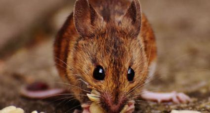 Una planta aromática será tu mejor aliada para exterminar las ratas de tu hogar